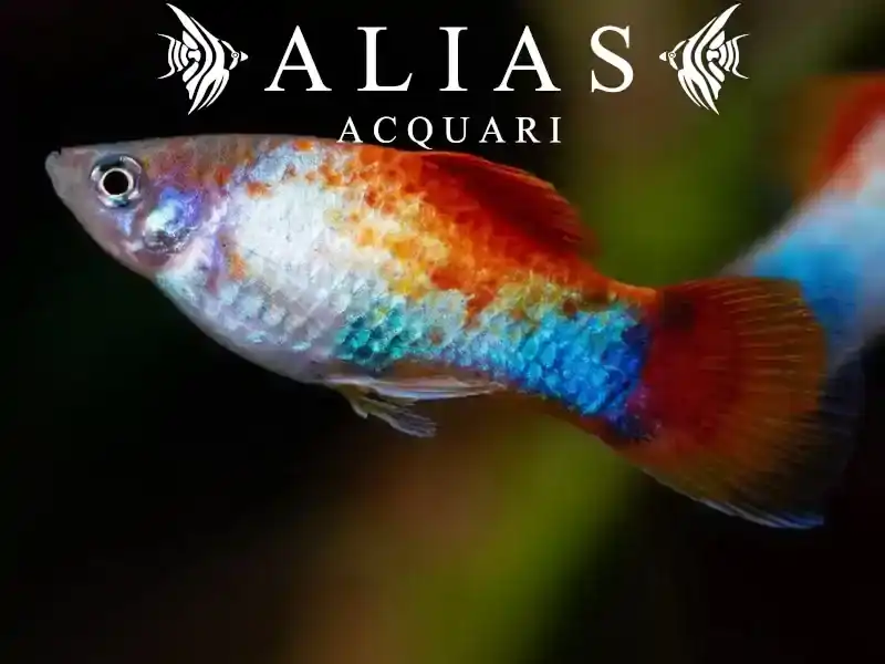 Platy Blue Red