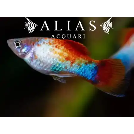 Platy Blue Red