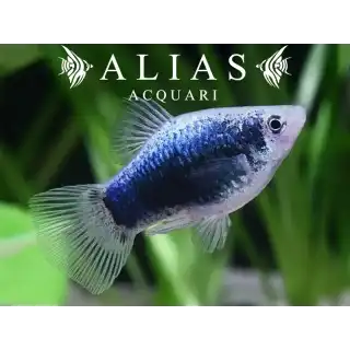 Platy Neon Tuxedo