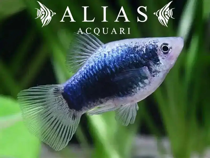 Platy Neon Tuxedo