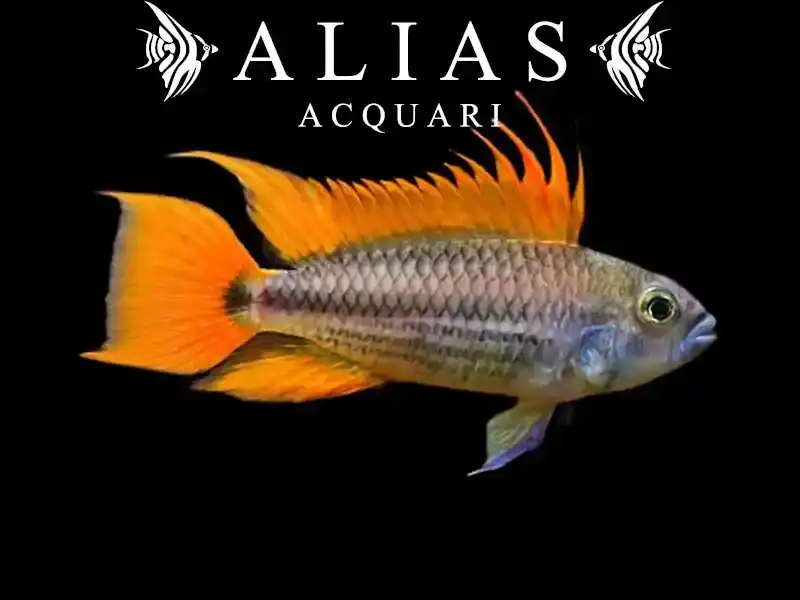 Apistogramma Cacatuoides Orange
