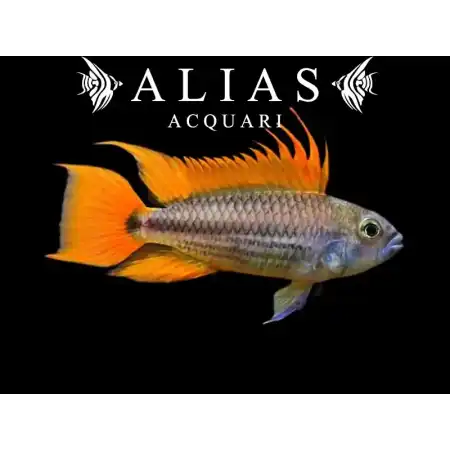 Apistogramma Cacatuoides Orange
