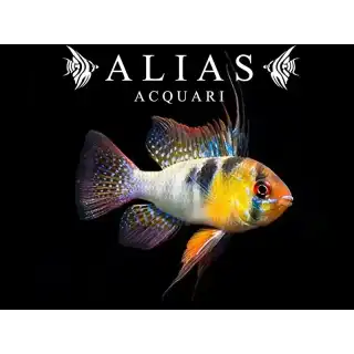 Papiliochromis ramirezi Original