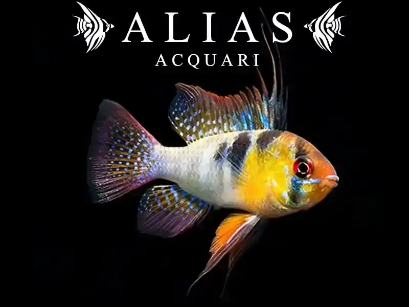 Papiliochromis ramirezi Original