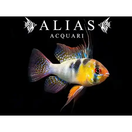 Papiliochromis ramirezi Original