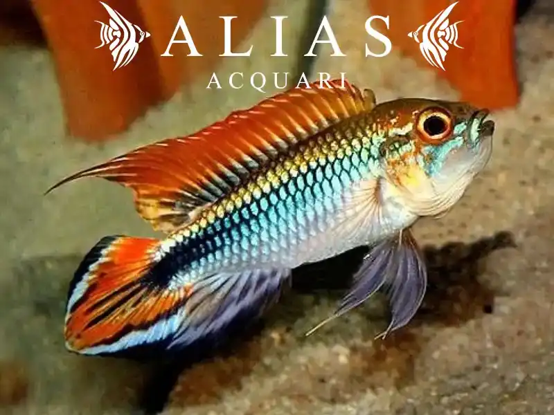 Apistogramma Agassizii red dorsal