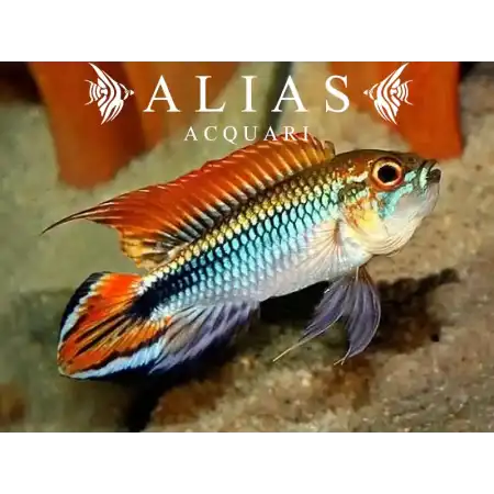 Apistogramma Agassizii red dorsal