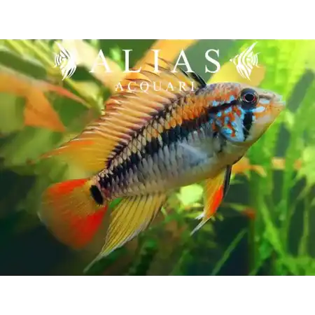 Apistogramma Viejeta