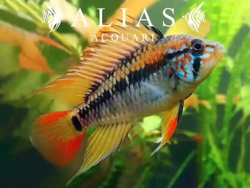 Apistogramma Viejeta