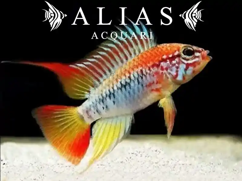 Apistogramma Viejeta II