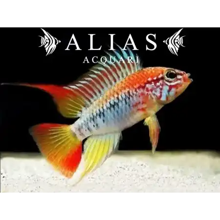 Apistogramma Viejeta II