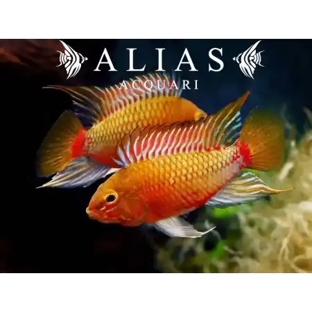 Apistogramma sp. Red Stroke