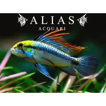 Apistogramma Trifasciatum