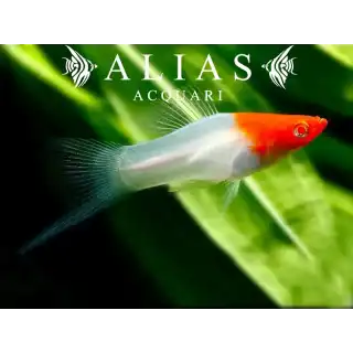 Xiphophorus helleri koi albino