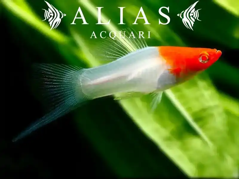 Xiphophorus helleri koi albino