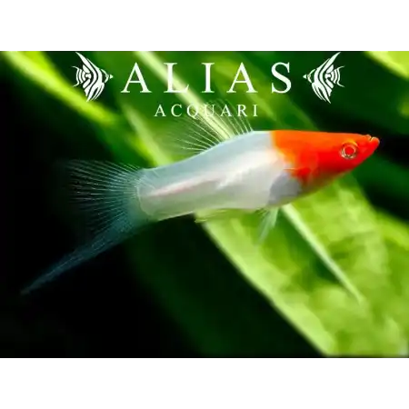 Xiphophorus helleri koi albino