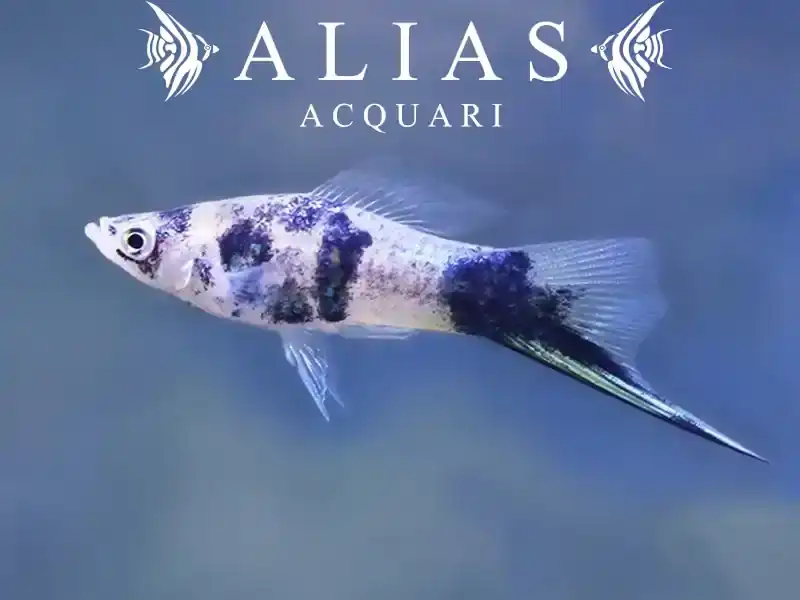 Xiphophorus helleri Black Marble