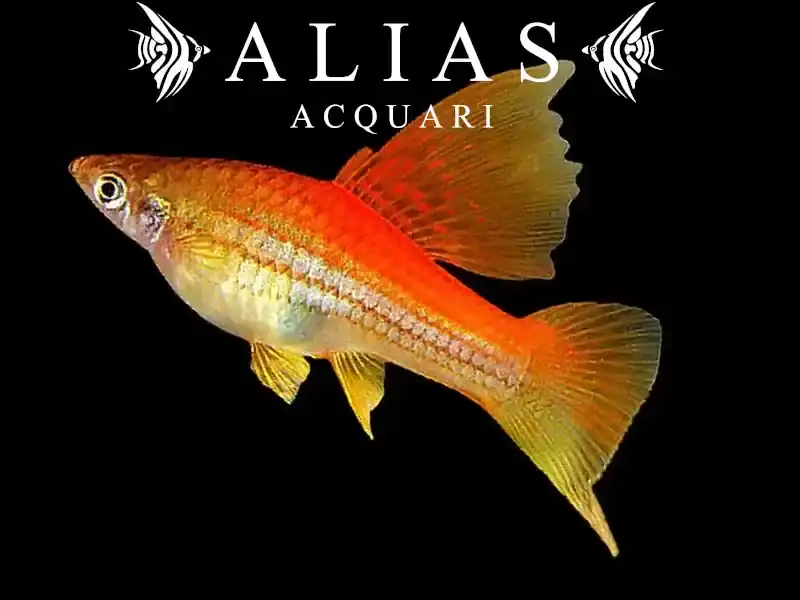 Xiphophorus helleri papagaj
