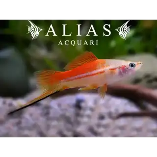 Xiphophorus helleri pineapple