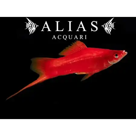 Xiphophorus helleri red