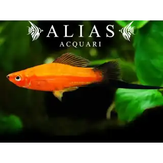 Xiphophorus helleri red wagtail