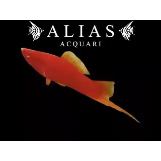 Xiphophorus helleri wien