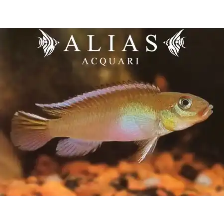 Nanochromis Nudiceps