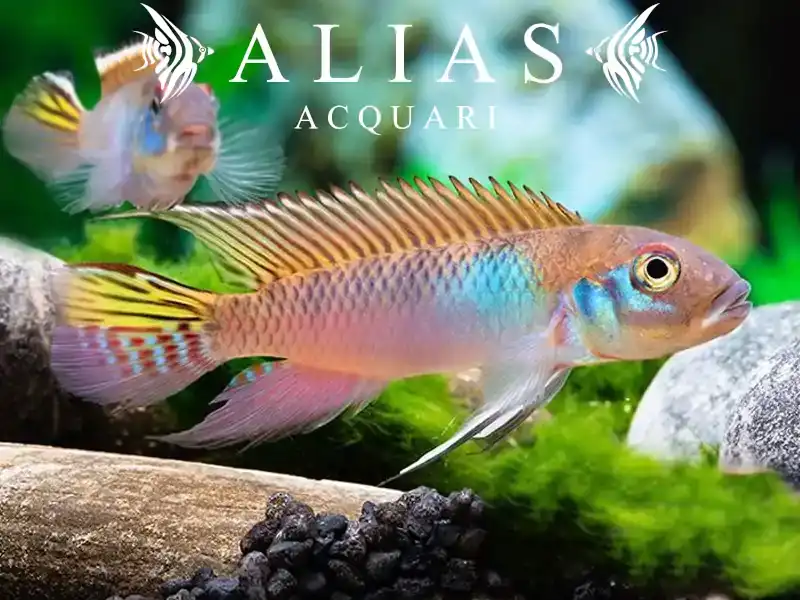 Nanochromis Parilus