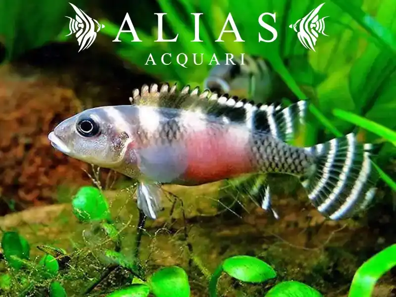 Nanochromis Transverstitus