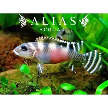 Nanochromis Transverstitus