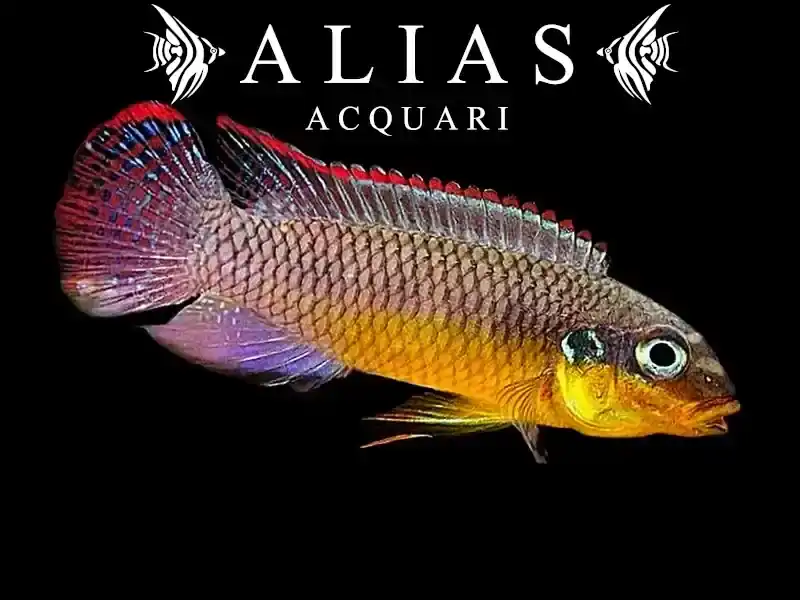 Pelvicachromis Taeniatus (Kribensis) lobe