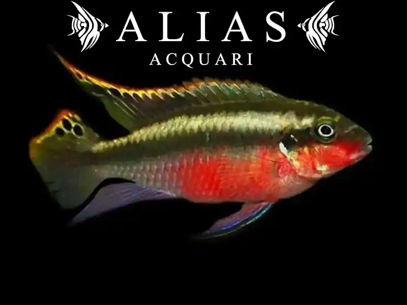 Pelvicachromis pulcher super red