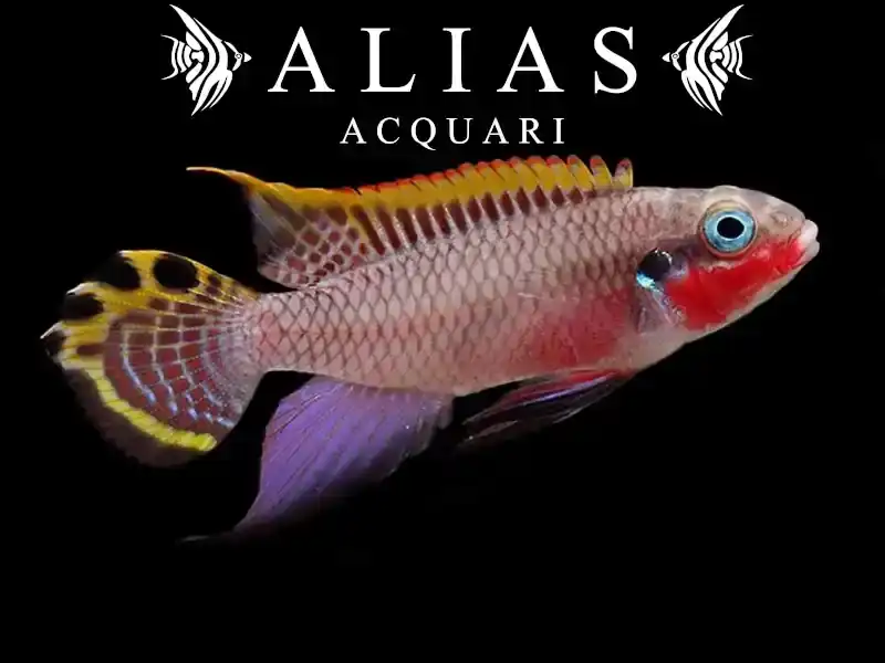 Pelvicachromis Taeniatus niger red