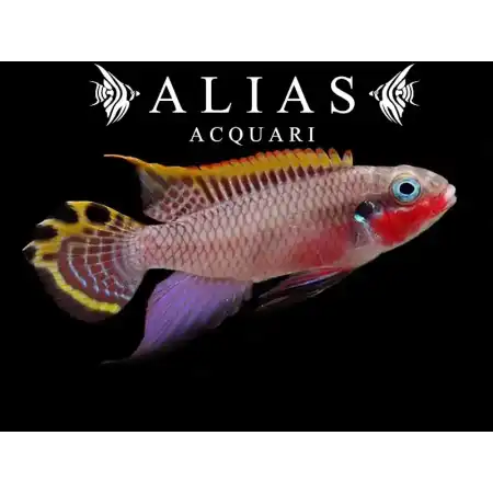 Pelvicachromis Taeniatus niger red