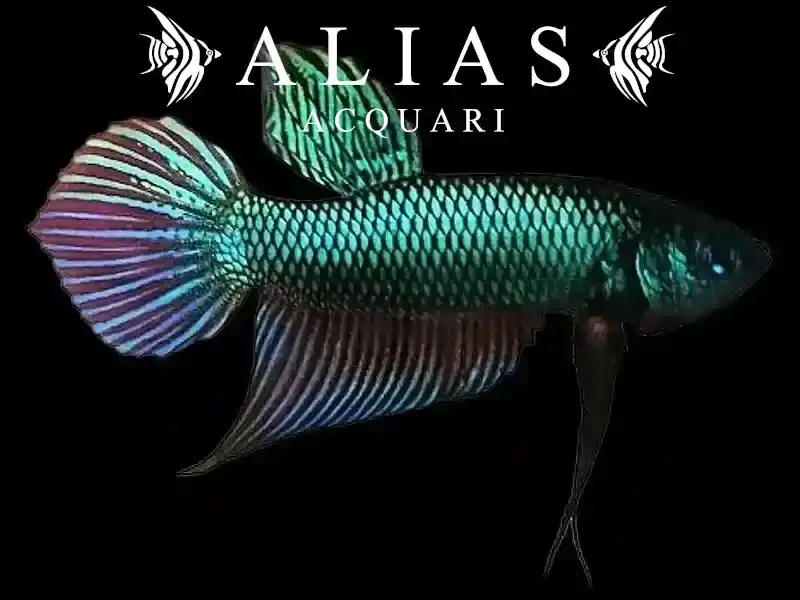 Betta splendens male Mahachaiensis Wild