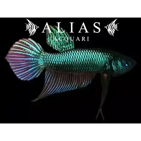 Betta splendens male Mahachaiensis Wild