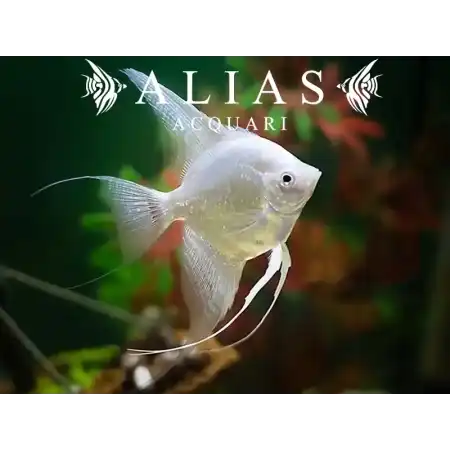 Pterophyllum scalare Platinum White