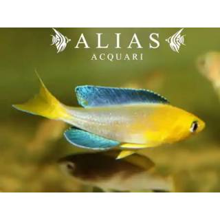 Cyprichromis Leptosoma yellow head Kekese