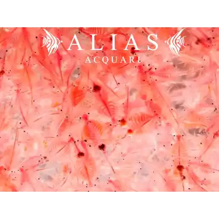 Brine Shrimps (Artemia)