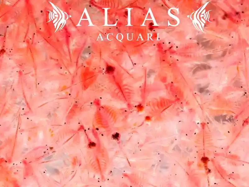 Brine Shrimps (Artemia)