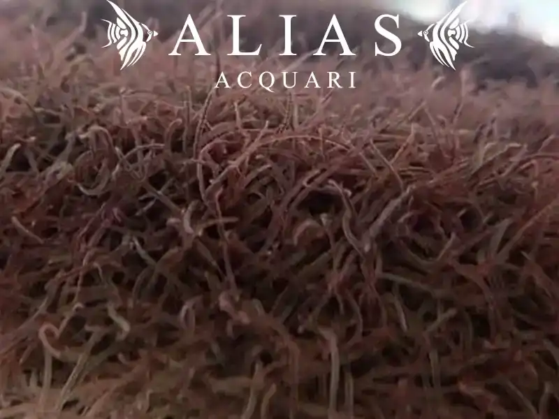 California Blackworms