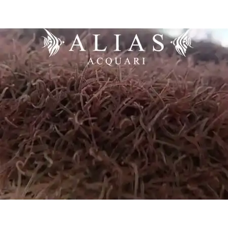 California Blackworms