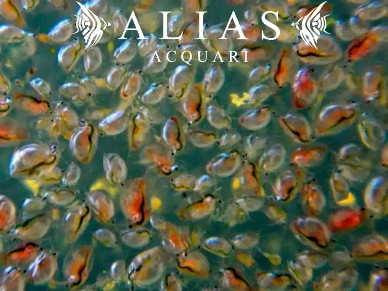 Daphnia (Water Fleas)