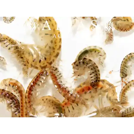 Gammarus oceanicus (Marine Gammarus)