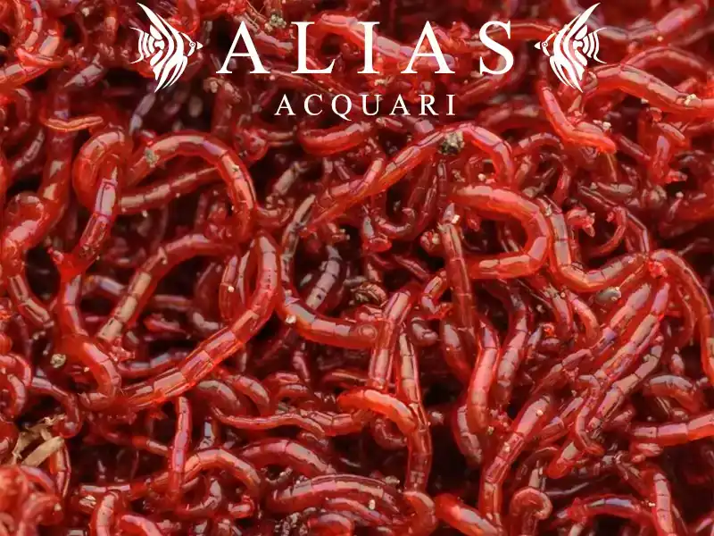 Red Mosquito Larvae (Bloodworms)