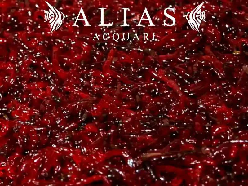 Red Mosquito Larvae-Jumbo (Bloodworms)