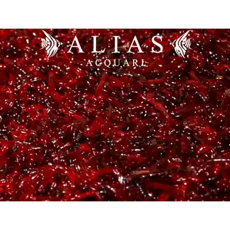 Red Mosquito Larvae-Jumbo (Bloodworms)