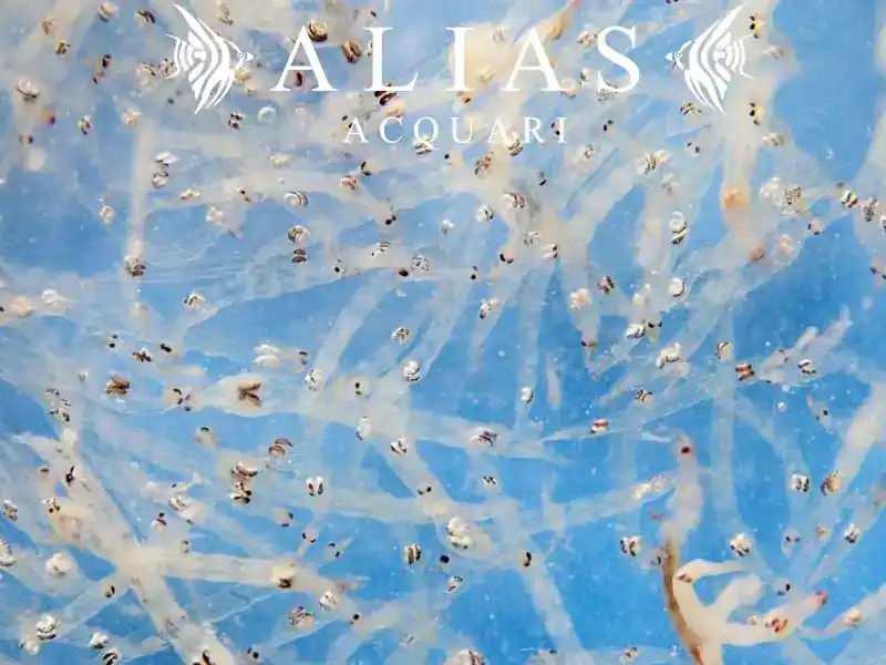 White Mosquito Larvae