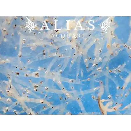 White Mosquito Larvae