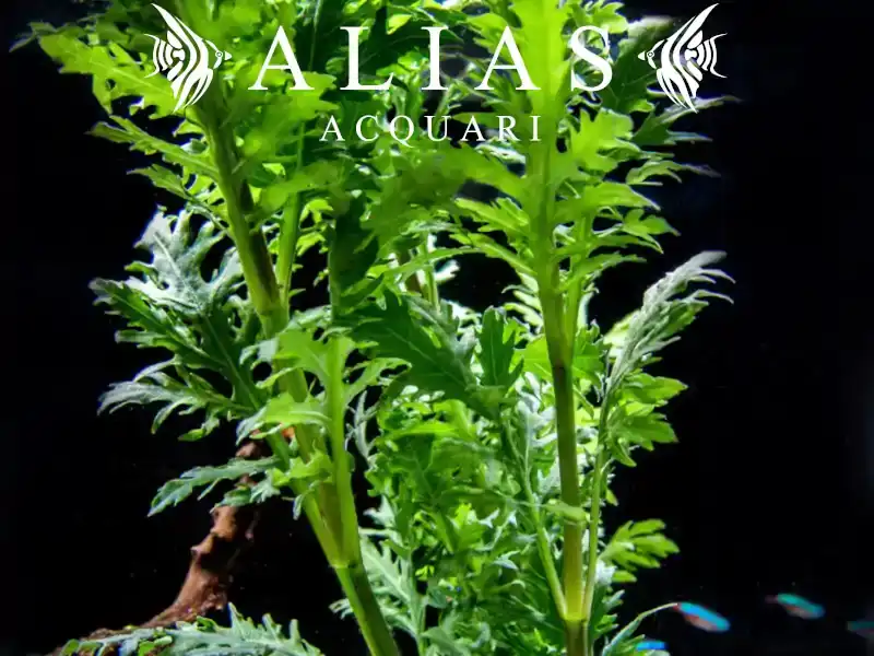 Hygrophila difformis